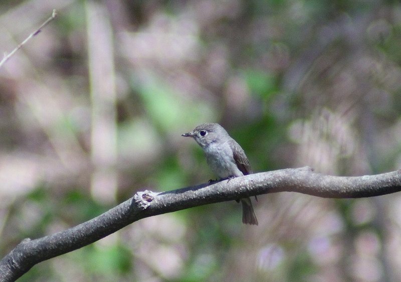 IMG_8231 (800x562).jpg