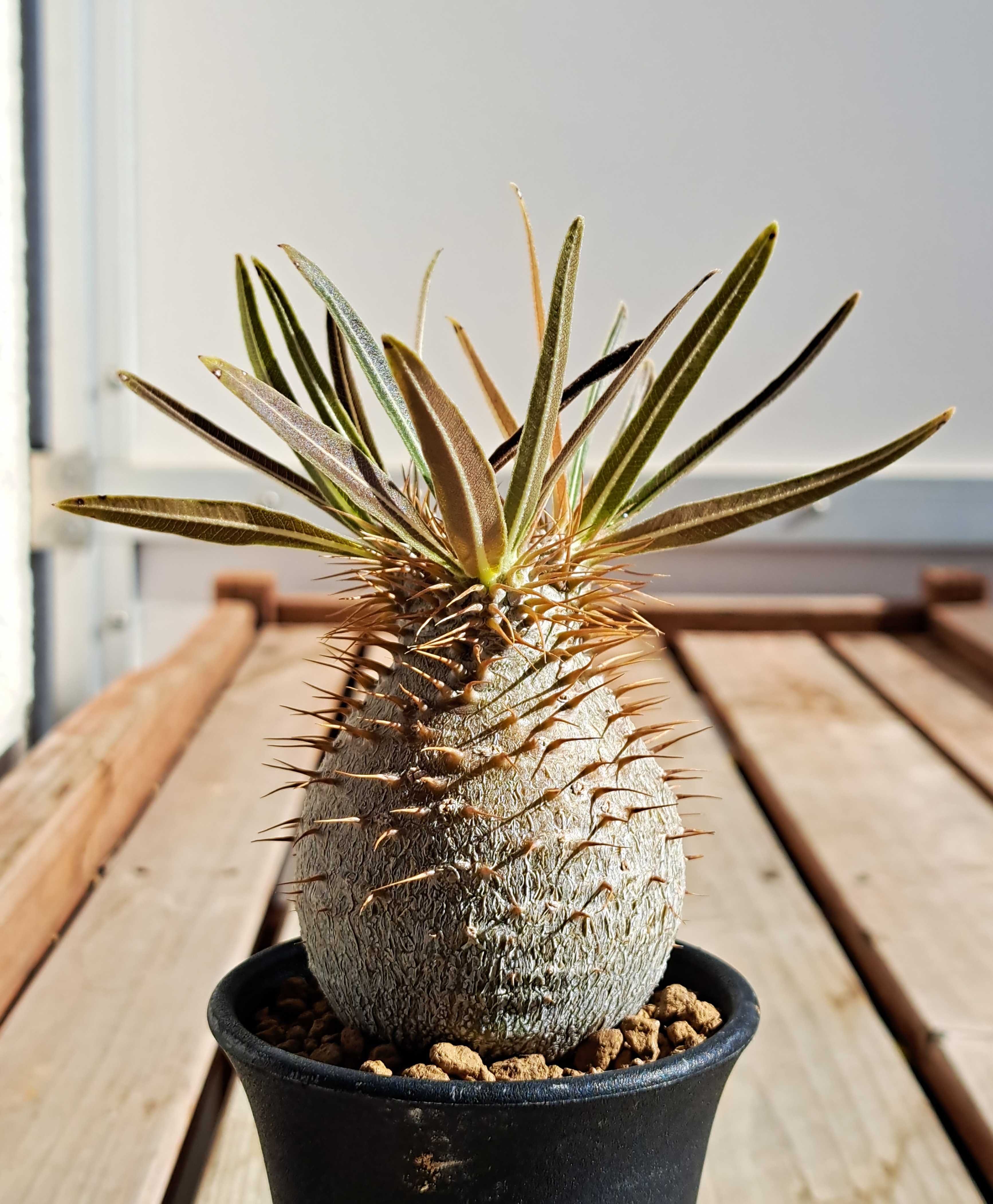 グラキリス、カクチペス、ロスラツム | デルオの多肉日記 - 楽天ブログ