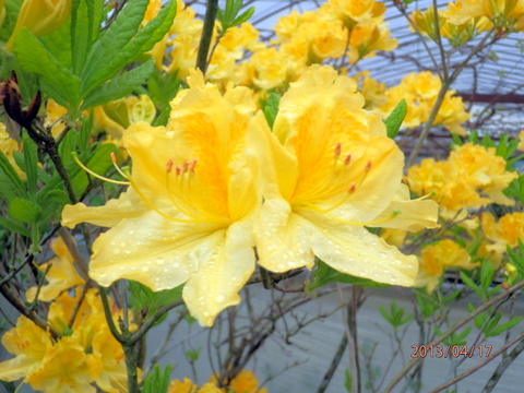 黄色いつつじの花