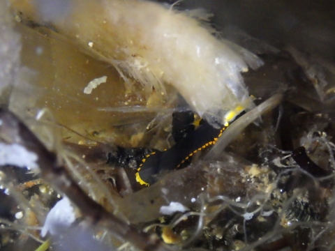 フチドリタナバタウオ（Acanthoplesiops psilogaster）5　2017年串本採集