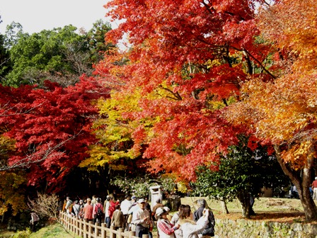 琵琶湖紅葉４.jpg