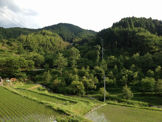 1水田風景550０.jpg