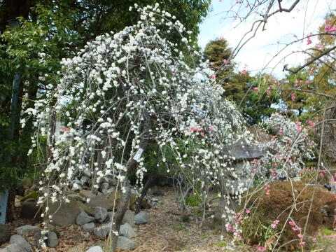 池上梅園にて