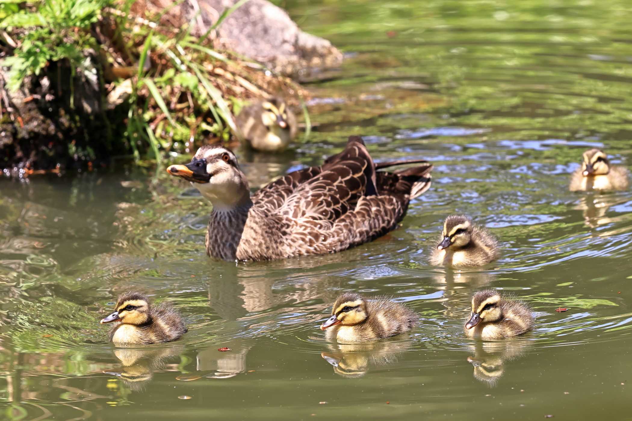 カルガモ親子 <再会> | 野鳥ブログ イノセントBIRDER - 楽天ブログ