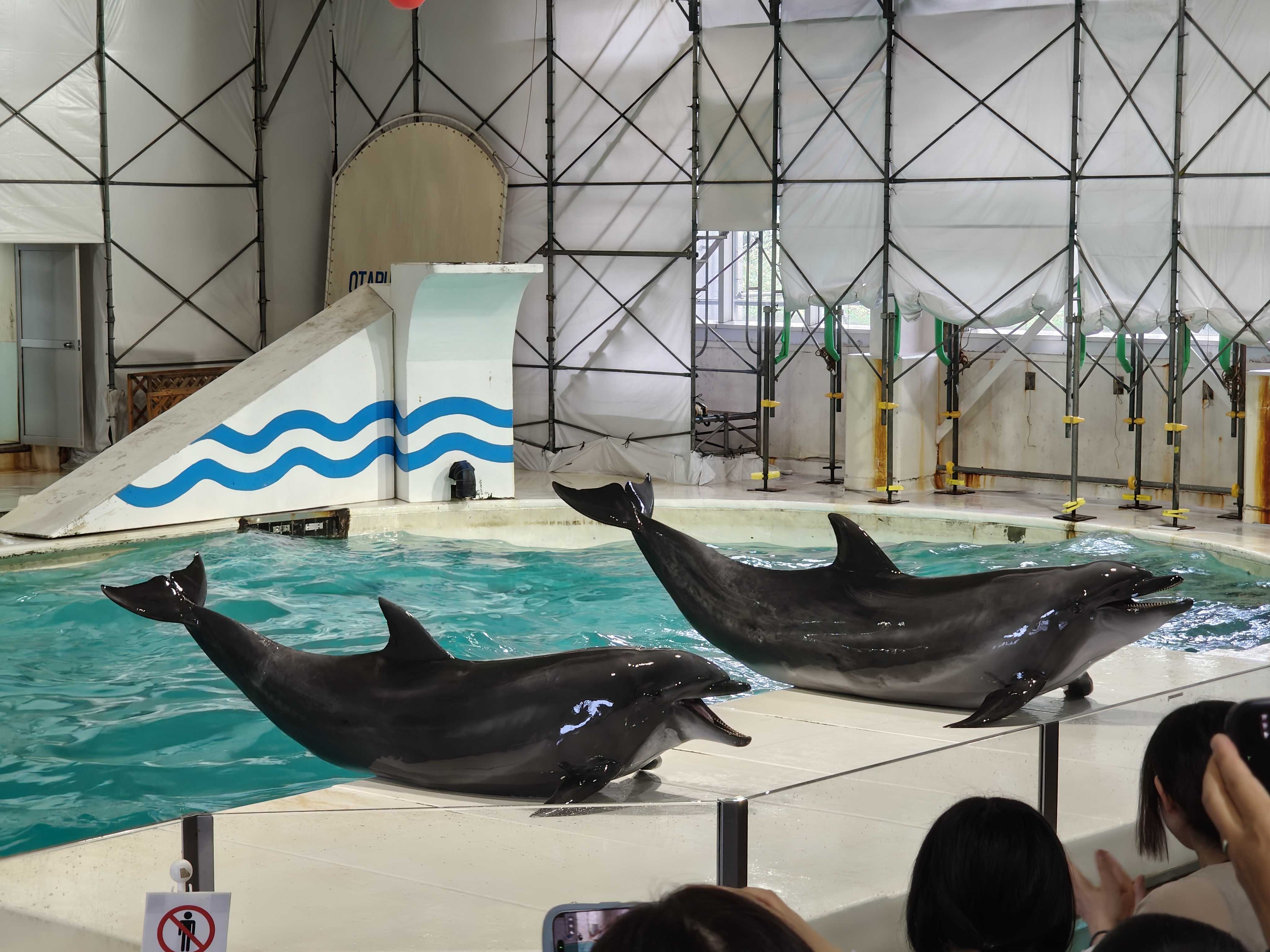おたる水族館　イルカショー