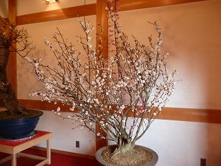 P1020975ss.jpg