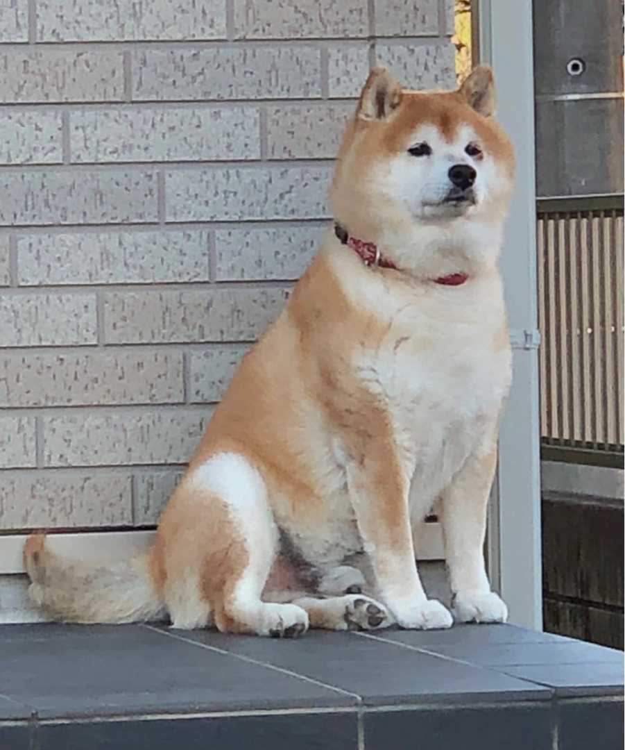 犬のおまわりさん むちむち柴犬コロくん 楽天ブログ