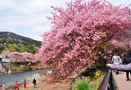 桜１