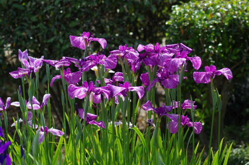 堀切菖蒲園の花菖蒲