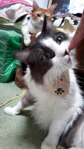 141018-Tissue3-naka1