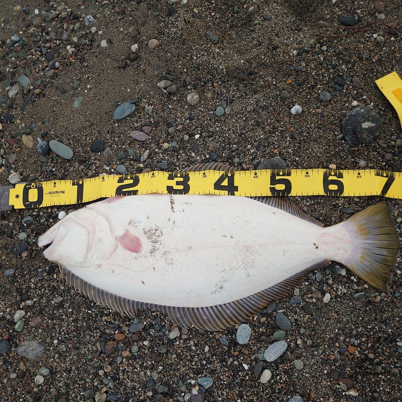 解説 私のヒラメ仕掛けの作り方をご紹介 北海道編 北国の遊び方 北海道の釣りブログ 楽天ブログ