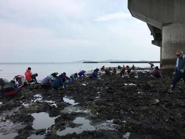 蒲郡 形原海岸に潮干狩りに行ってきた 日々のつぶやき 楽天ブログ