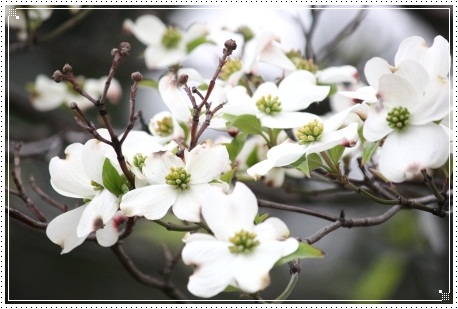 地場産-4 ハナミズキ-4 13.4.30