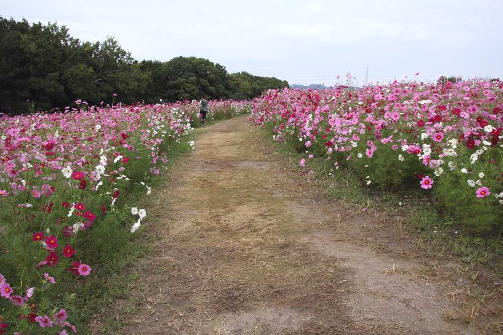 ３ １６３ 秋の万博記念公園その１ Huちゃん 写真日記 楽天ブログ