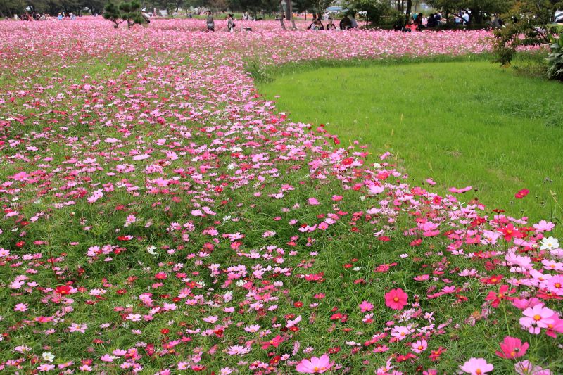 武庫川コスモス園_003.jpg