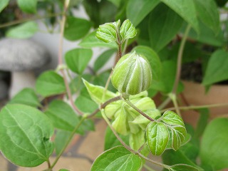 IMG_0861ss.jpg