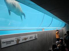 スイムチューブ（アザラシ）