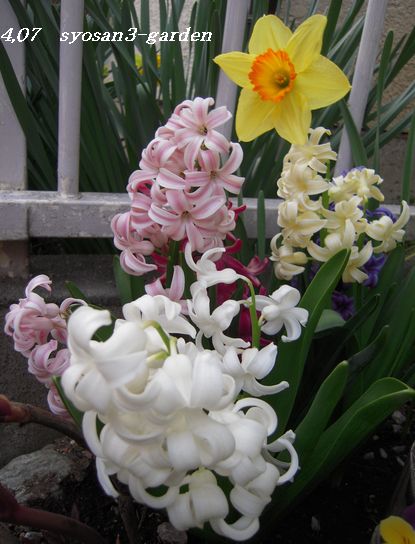ヒヤシンス2011小庭.jpg