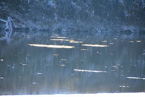 IMG_9950.jpg