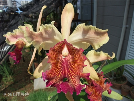 Cattelya dowiana aurea marmorata 20130816