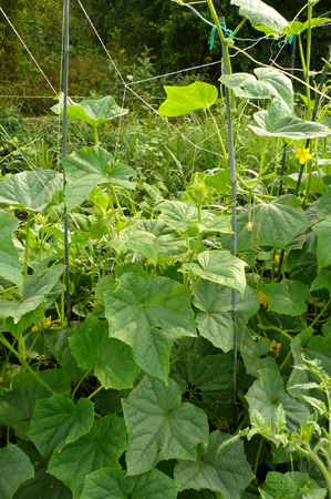 NEB garden 2.jpg