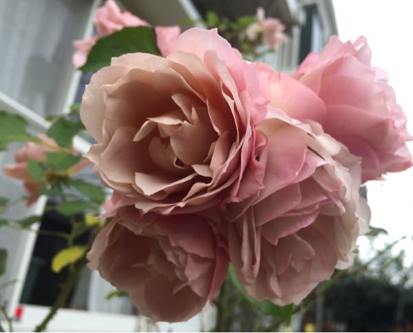 rblog-20151215180705-04.jpg