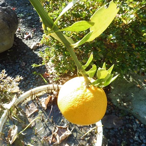 P1030965.JPG