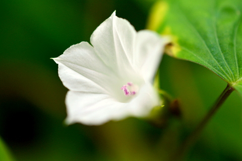 マメアサガオ・芸術風