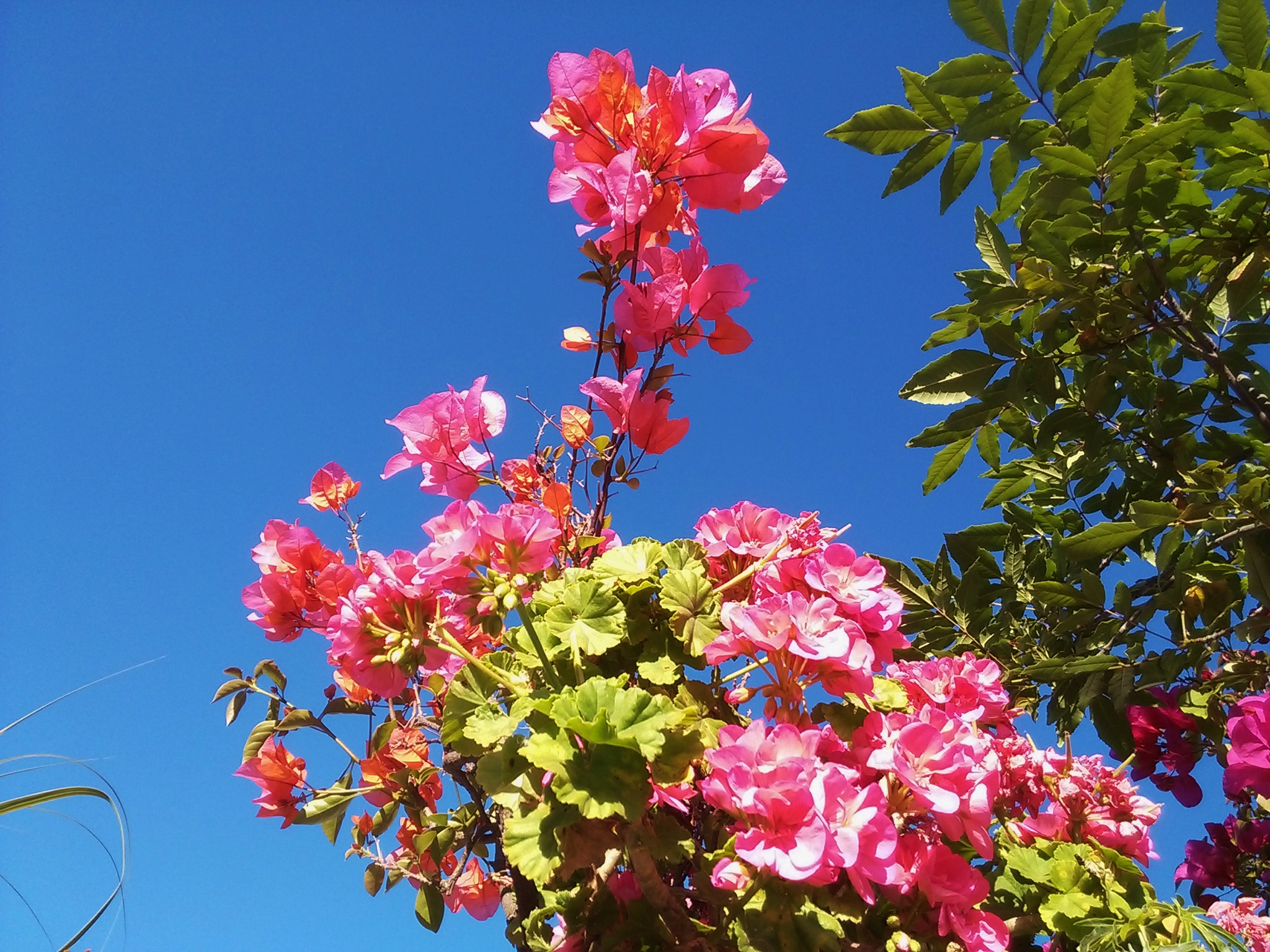 flor rosa cielo azul