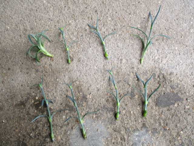 カーネーションの挿し穂 園芸備忘録 楽天ブログ