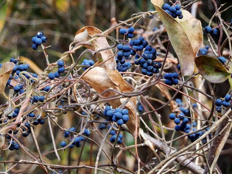 アオツヅラフジ房3