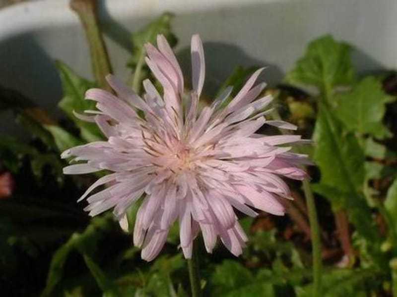 木曜日 曇り 桃色蒲公英 ももいろたんぽぽ たかさんの書斎 楽天ブログ