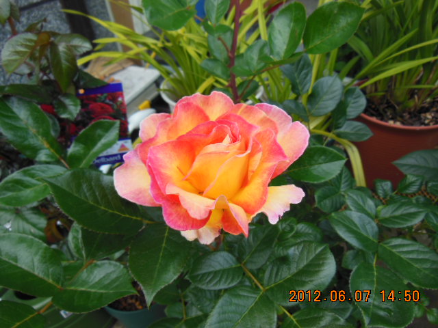 DSCN0091.JPG