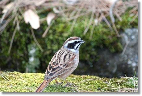 大乗寺丘陵公園-2 ホオジロ 14.3.17