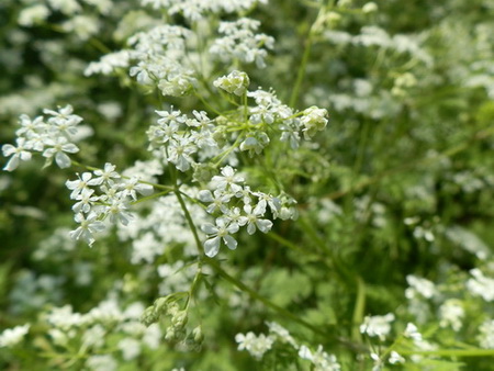 十種ケ峰の花-05.jpg