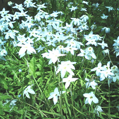 花ニラ1