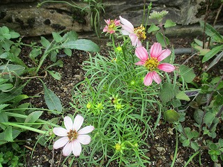 IMG_0728ss.jpg