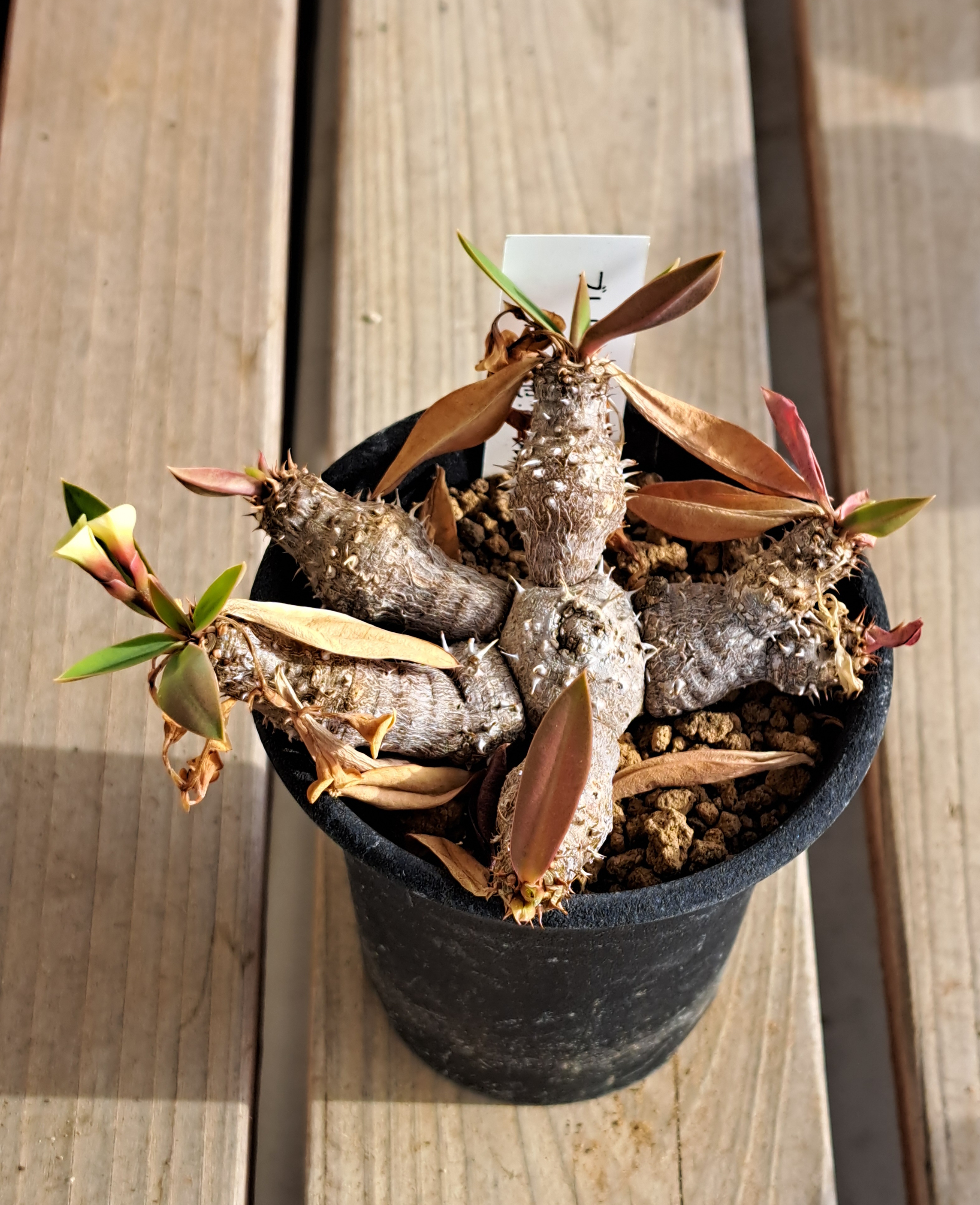 冬のユーフォルビア.Dec.2024 その2 | デルオの多肉日記 - 楽天ブログ