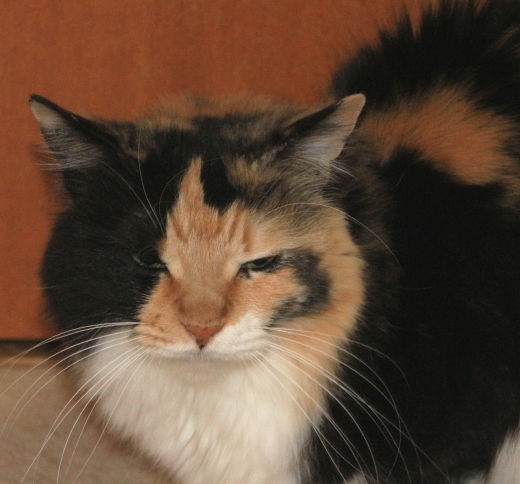 20160223ﾓﾓ06.jpg