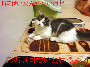 mumu1.jpg