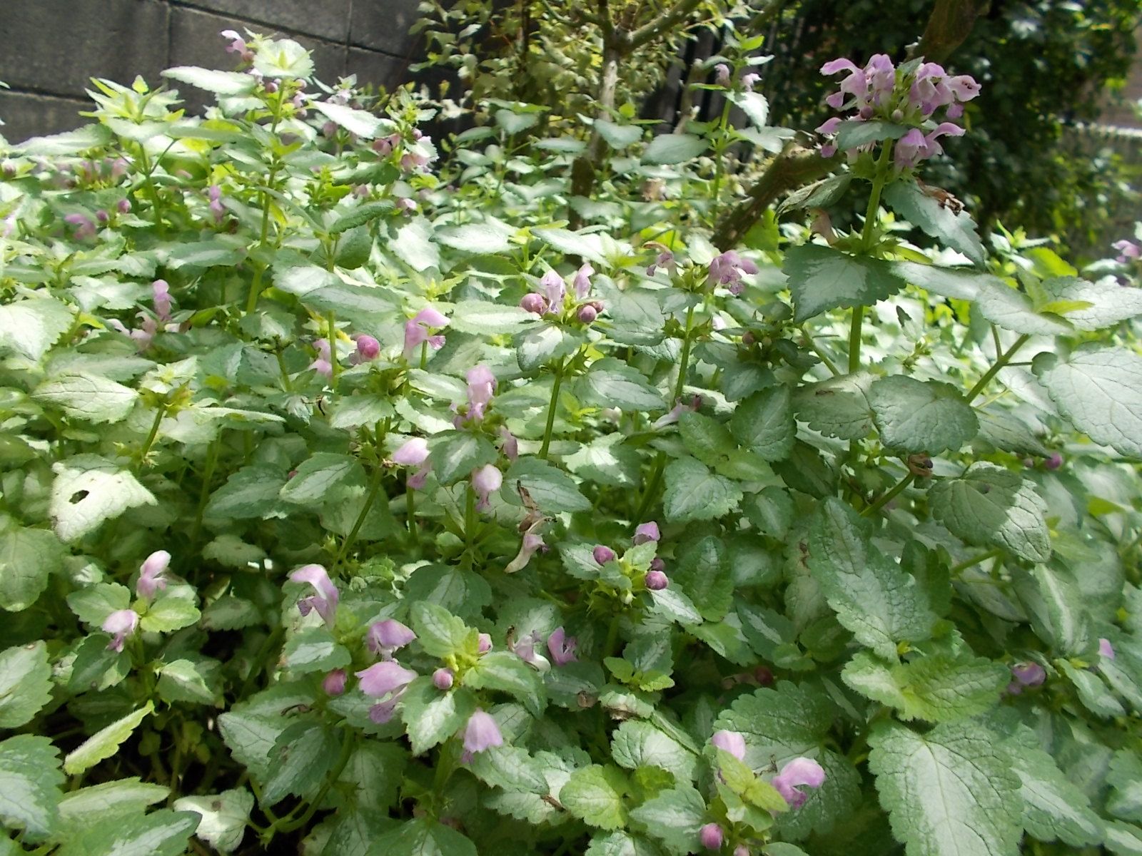 この時期になんとか咲いている花たち バラを咲かせることが好き 楽天ブログ