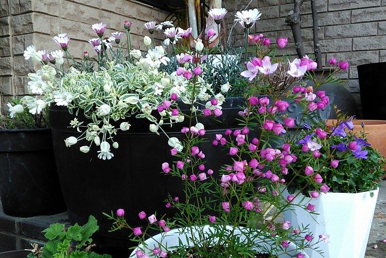 鉢植えいろいろ Miraiの庭 つれづれに 楽天ブログ