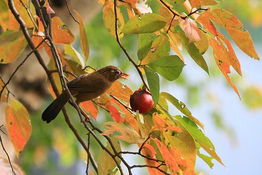 ガビチョウ　１１月１３日