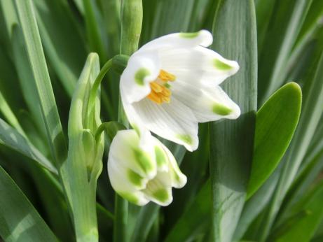 スノーフレーク