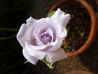 P1190556-ss.jpg