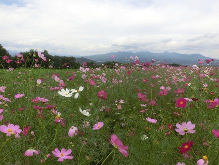 鼻高展望花の丘のコスモス 百日草 牧場のアイス 寿司ランチ 静かな時が流れる 風の庭 楽天ブログ