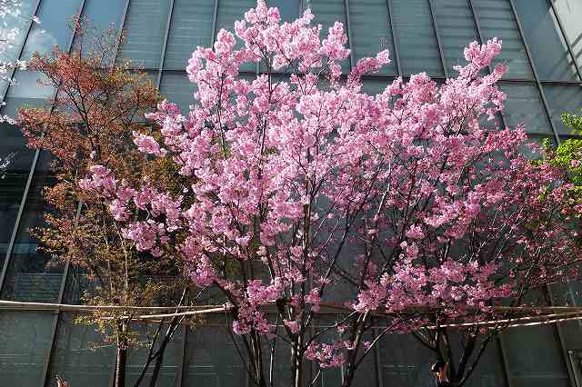 サクラ 桜 バラ科サクラ属 なんでもあり工房 のブログ 楽天ブログ