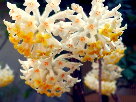 ミツマタの花