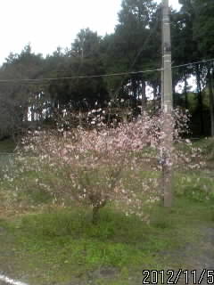 寒桜？