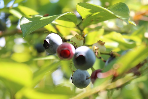 ブルーベリー (3).JPG